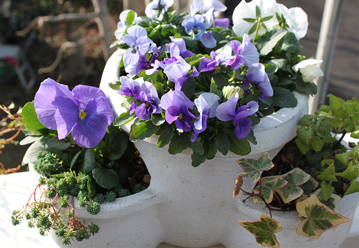 ストロベリーポット