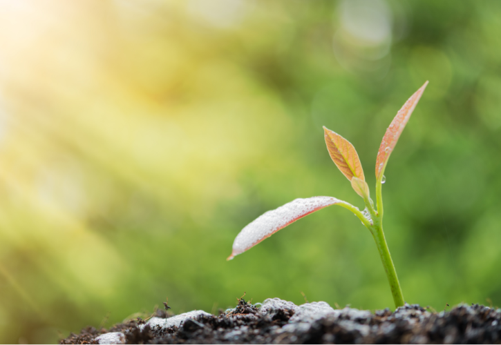 小学一年生年度途中の転校で変わった生活