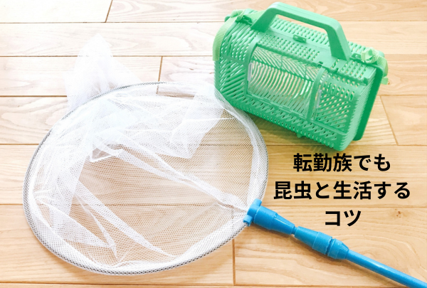 転勤族でも昆虫と生活するコツ