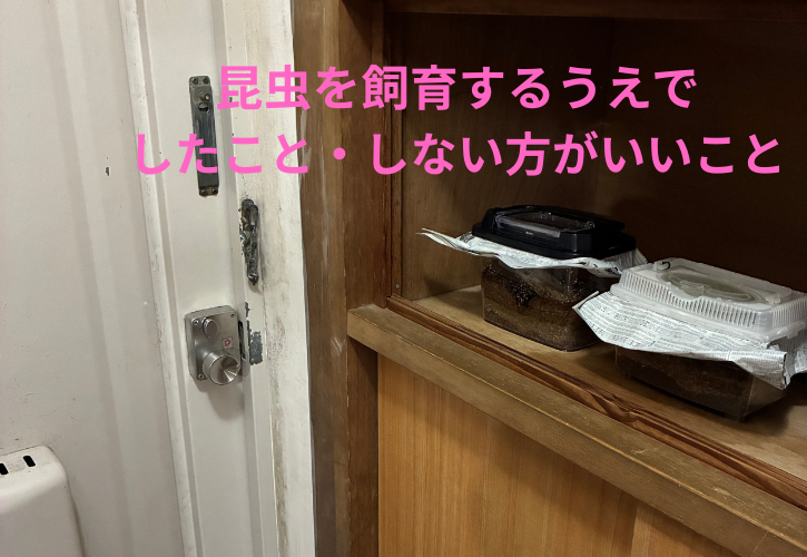 昆虫飼育で害虫の被害も害虫対策どうする