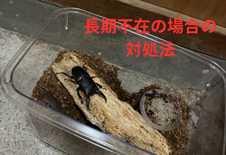 昆虫飼育時長期不在の場合の対処